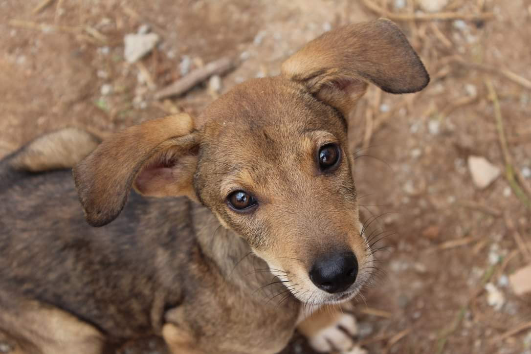 Rambo